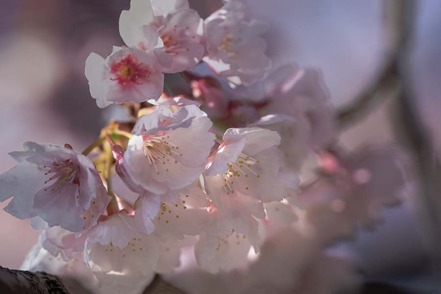 DSC08705. 小桜合唱団