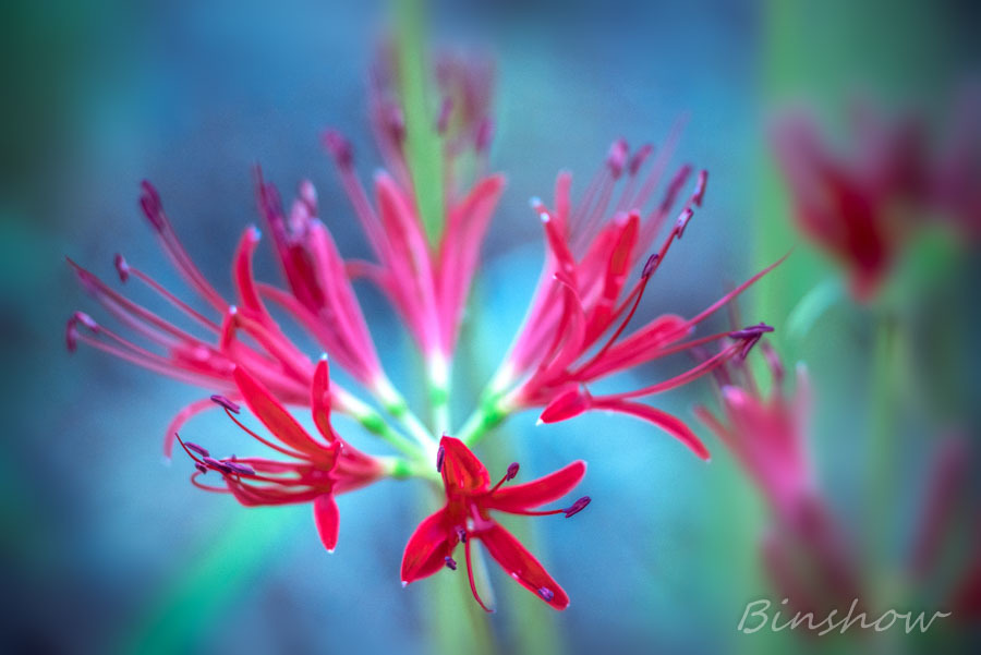 DSC02055-散歩道の彼岸花-4