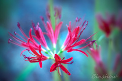 DSC02055-散歩道の彼岸花-4