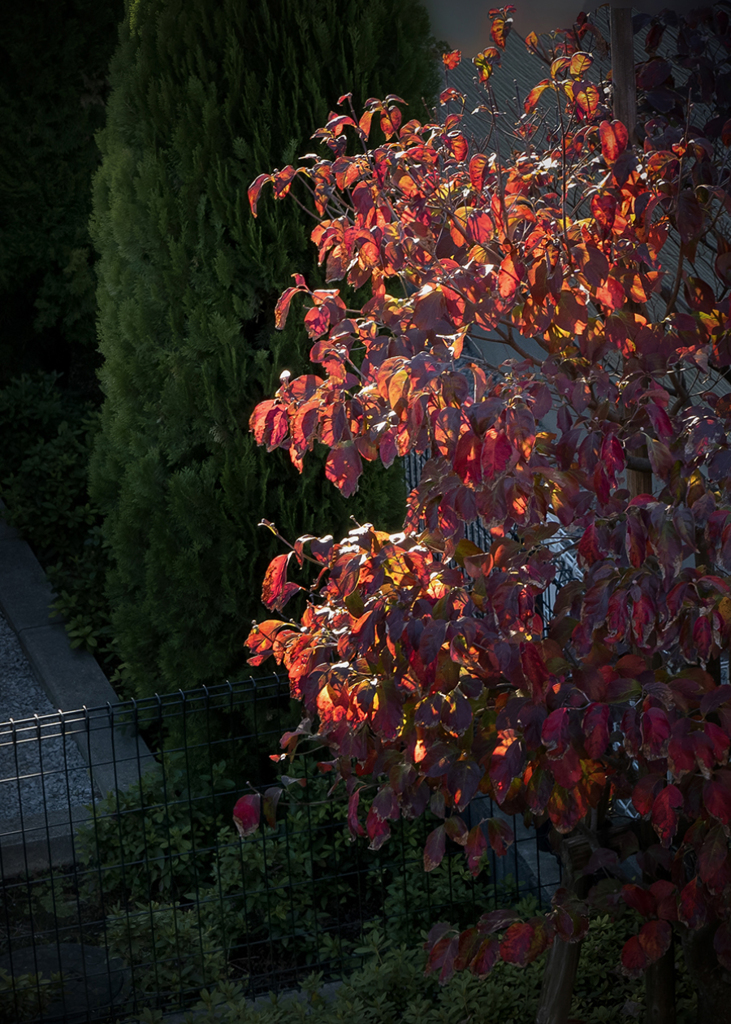 窓を開けたら紅葉劇場