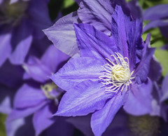 DSC06141 春の陽に輝く