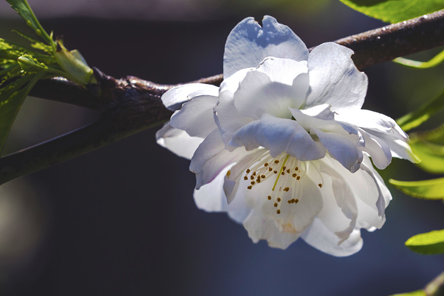 DSC00271桃の花