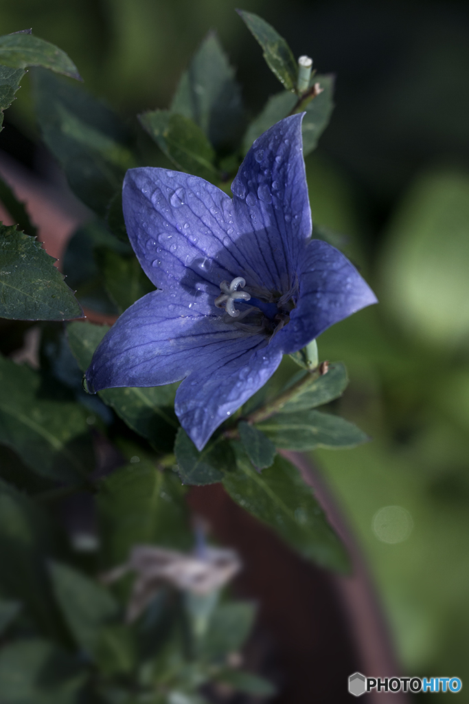 DSC07608 桔梗は秋の花
