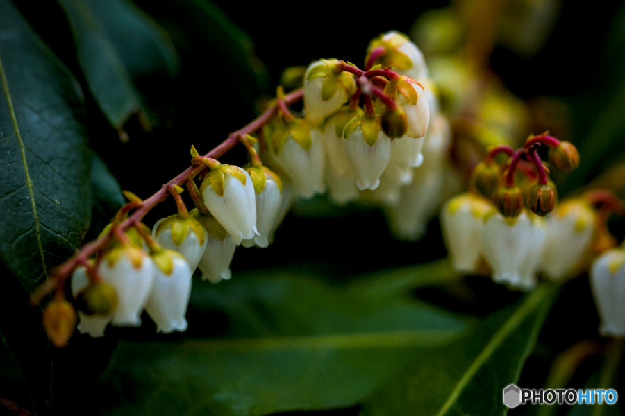 DSC03368 -ブルーベリーの花-2