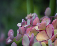 DSC08280  カラフルな多肉植物