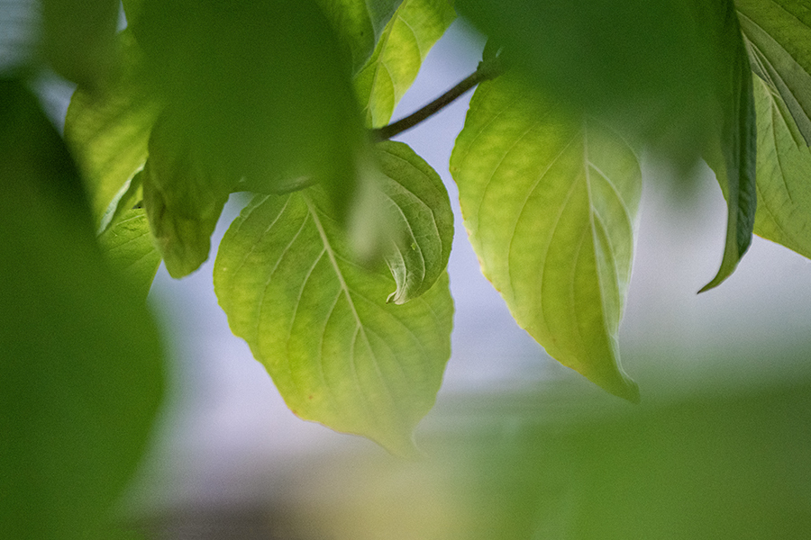 DSC02014. ハナミズキの葉
