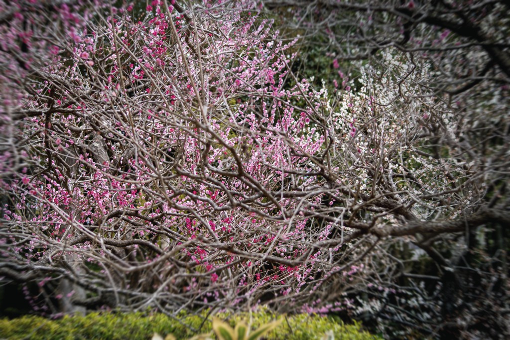 DSC05529. 梅園の華