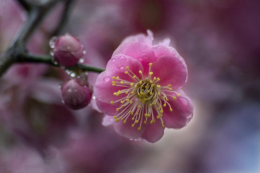 DSC07055. 雨の止み間の梅