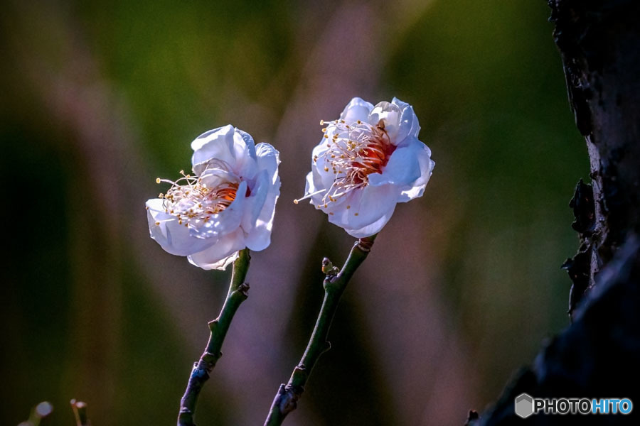 DSC06570-双子の白梅？