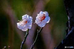 DSC06570-双子の白梅？