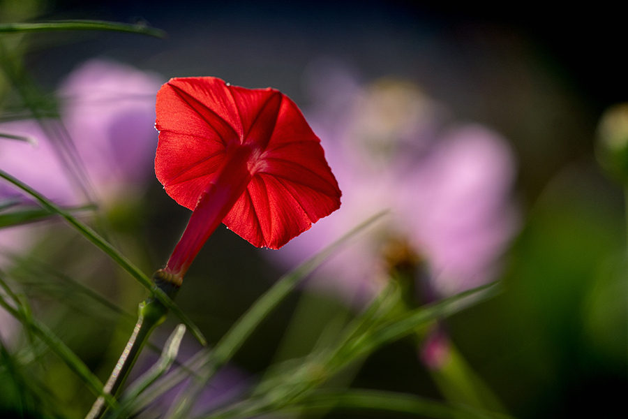 DSC01232. 赤い花