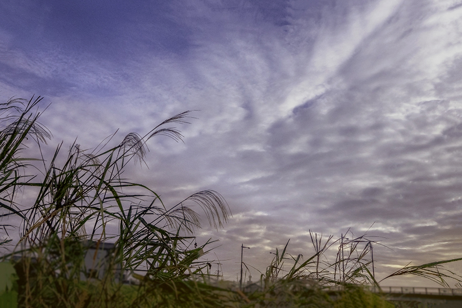 十一月の朝  DSC04214.