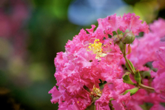 DSC02460. 百日紅
