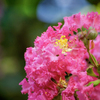 DSC02460. 百日紅
