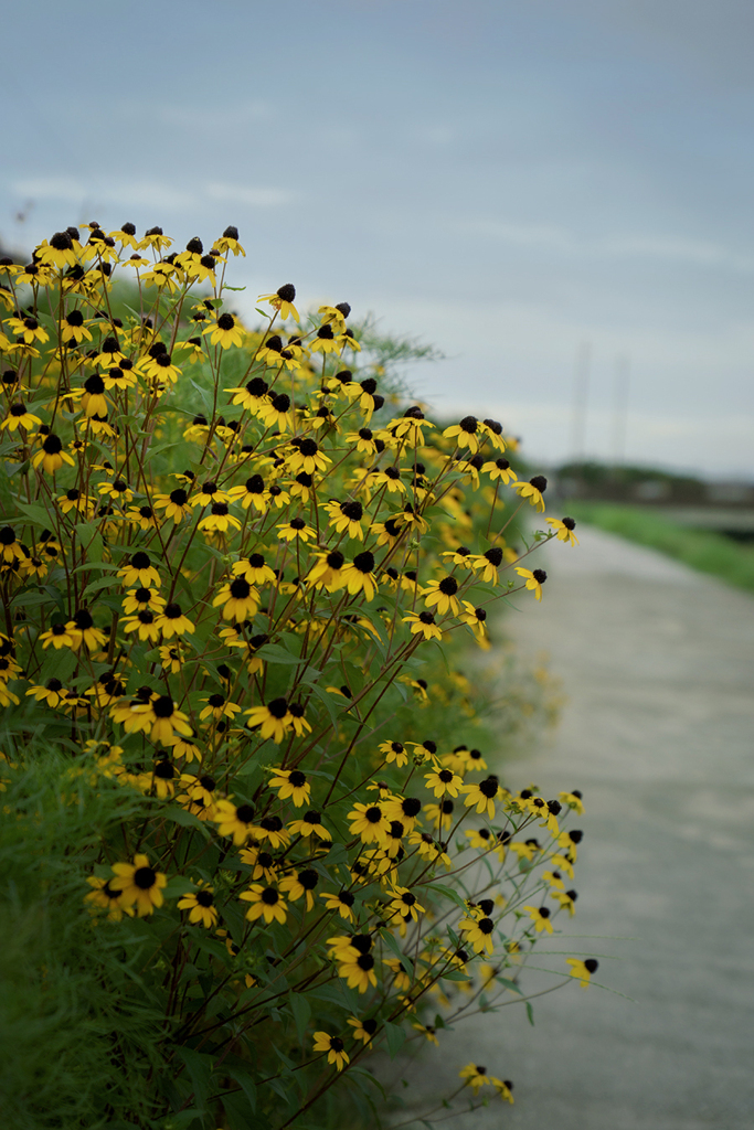 DSC09369. 野道.朝もよう