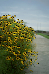 DSC09369. 野道.朝もよう