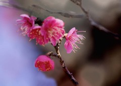 枝は花盛り　DSC02597