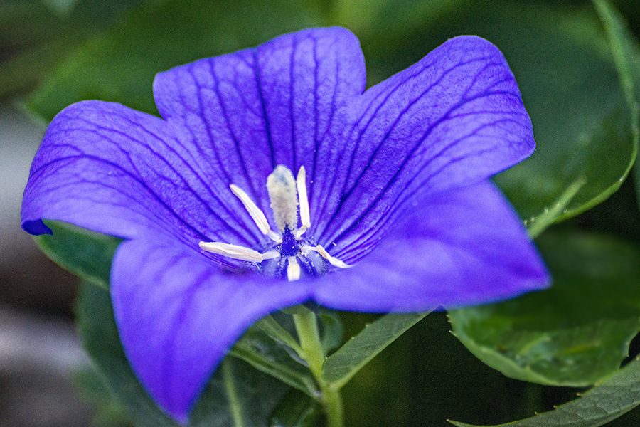 DSC03270 花芯凛と輝く
