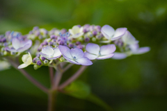 DSC03175 すんなり咲く紫陽花