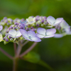 DSC03175 すんなり咲く紫陽花