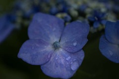 DSC02716 雨の恵み