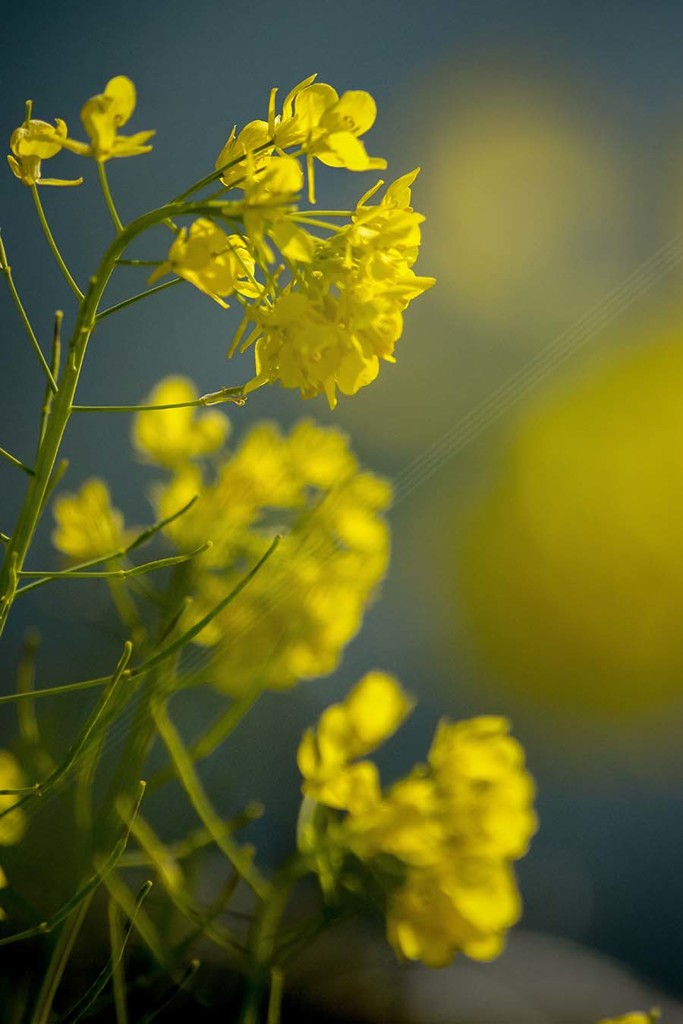 DSC00809　川辺の菜の花