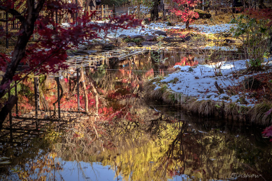 DSC04861-紅葉26番