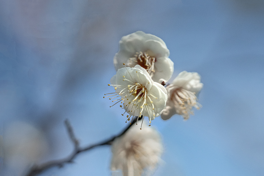 DSC06667. 白梅