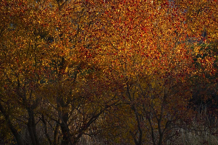 DSC00538  哀愁の林