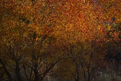 DSC00538  哀愁の林