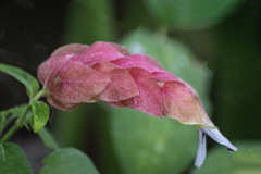 DSC05446. 花の素顔. 大崎公園