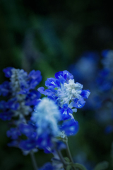 DSC04817.麗しの青い花