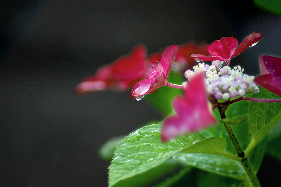 DSC01883. 水玉と花.