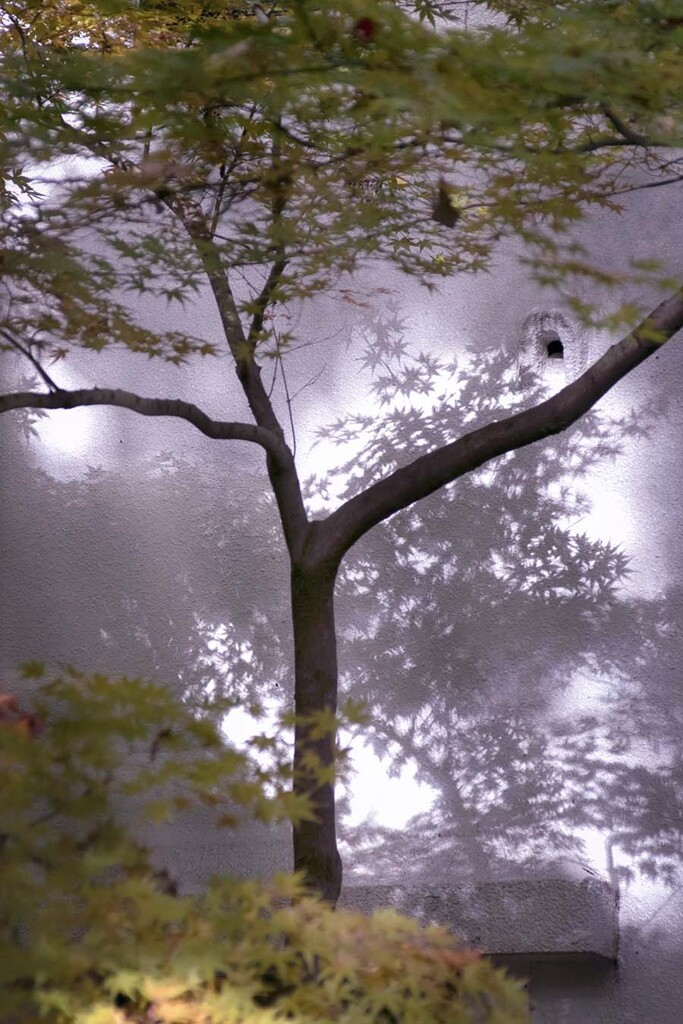 DSC06313. 紅葉と壁