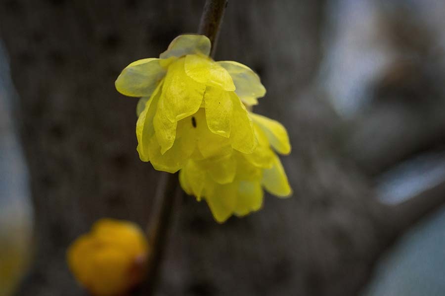 DSC06641.素芯蠟梅-2