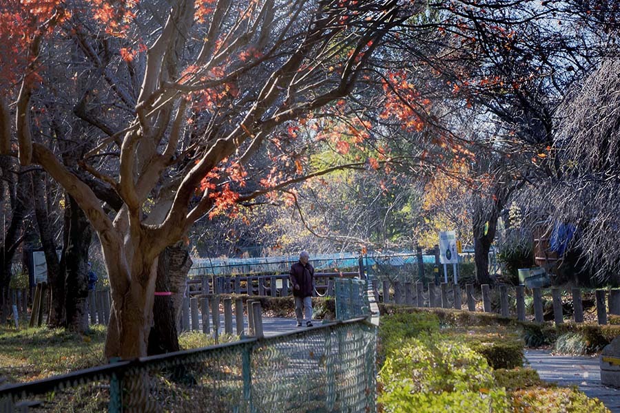 哀愁林道　DSC03046