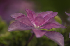 紫陽花の華