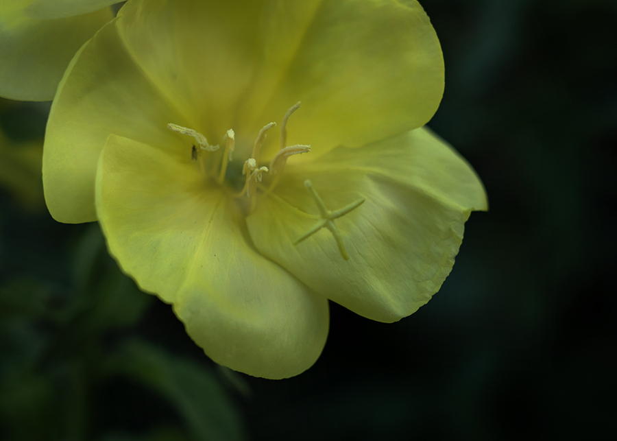 DSC03003 花守が居た