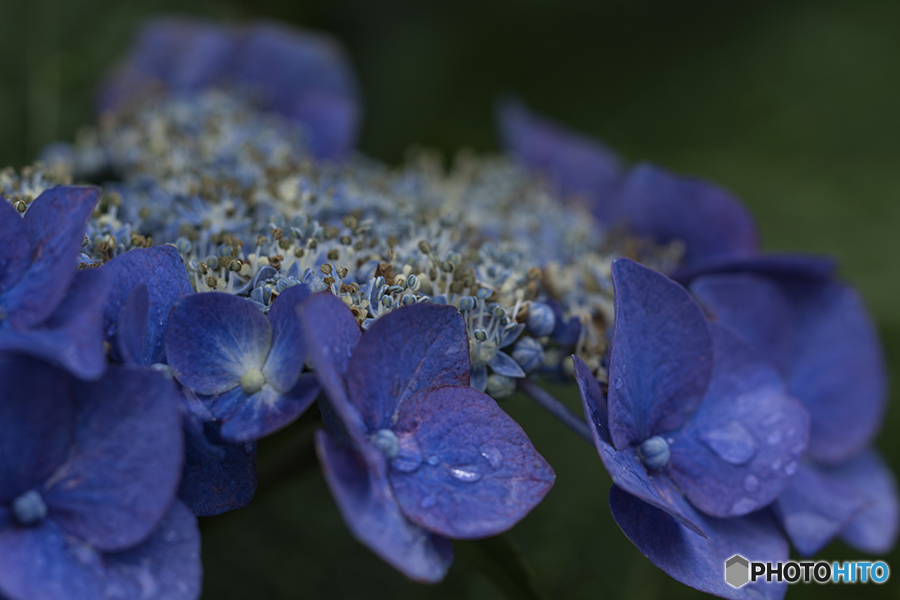 DSC07037雨あがりの紫陽花