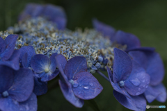 DSC07037雨あがりの紫陽花