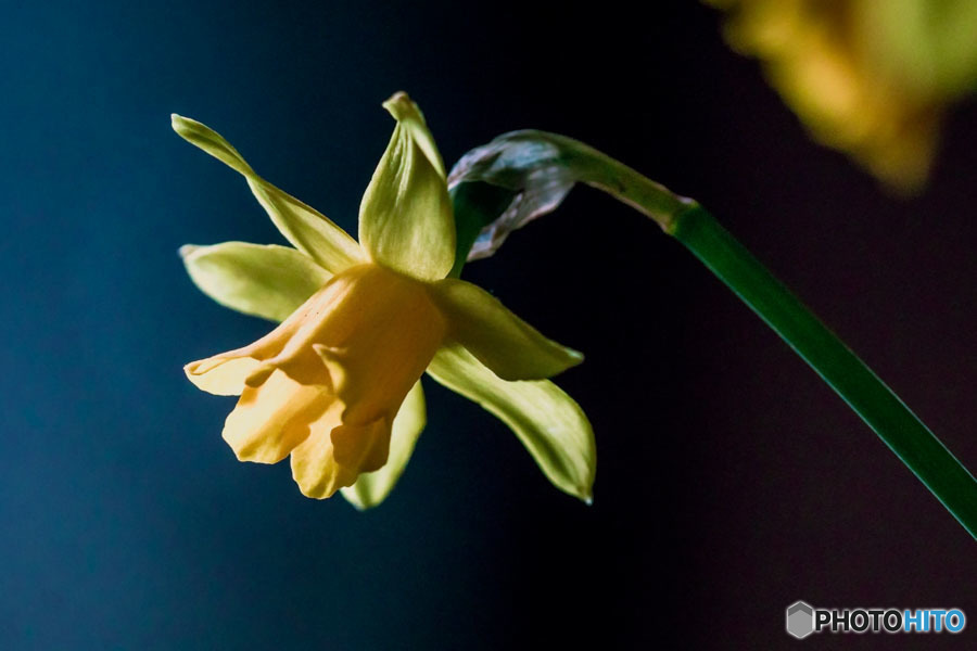 DSC05487-花びらが捻じれた水仙