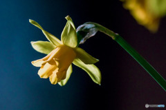 DSC05487-花びらが捻じれた水仙