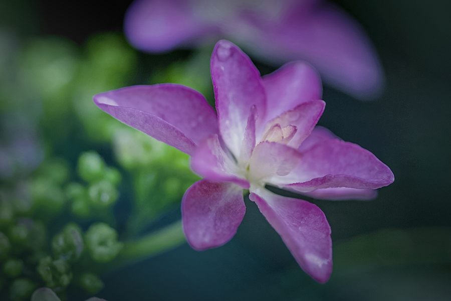 DSC07045  春の思い出　雨上がる