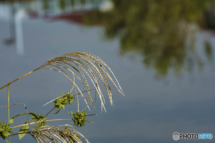 DSC01362　川は流れる　