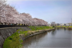 DSC07969. 綾瀬川桜土手
