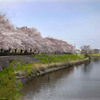 DSC07969. 綾瀬川桜土手