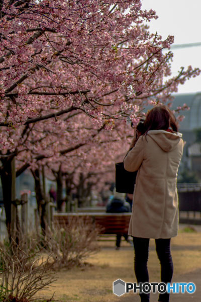 DSC08013-桜とカメラ女子