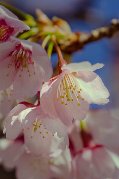 DSC08441-安行桜-11