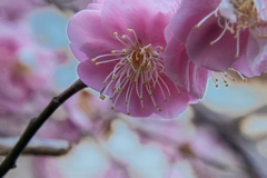 DSC00584. 陽春