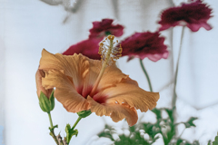 DSC06907. 窓辺のハイビスカス
